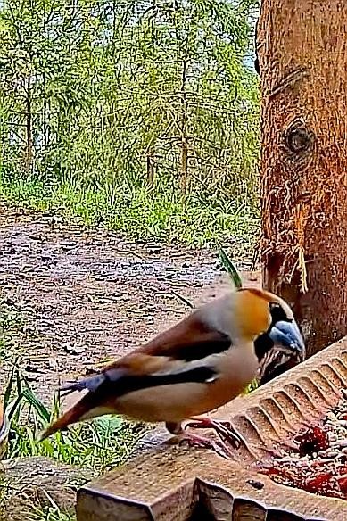 livebirdspoland_1fcf2d6edb9a8810e452645e95757ce1.jpg