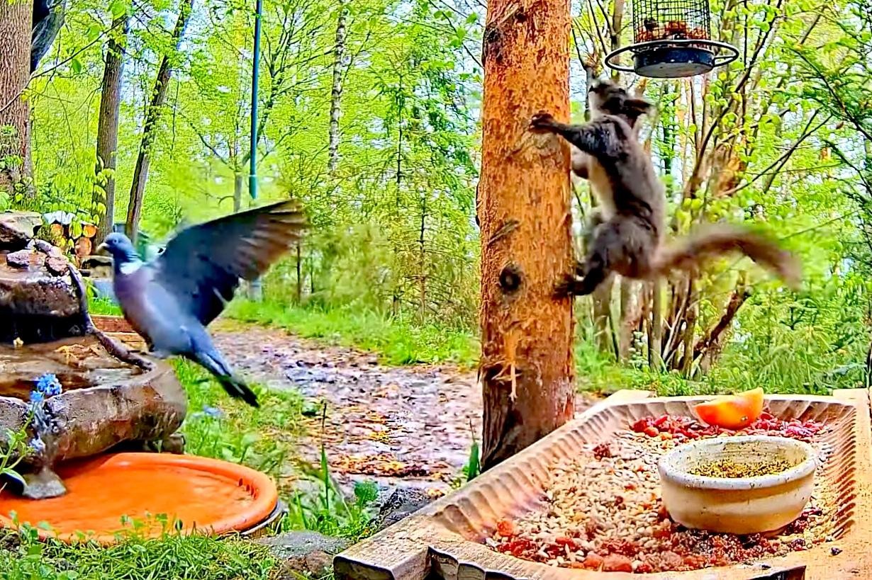 livebirdspoland_c65e6326c934ffcec16c8e8453495a72.jpg