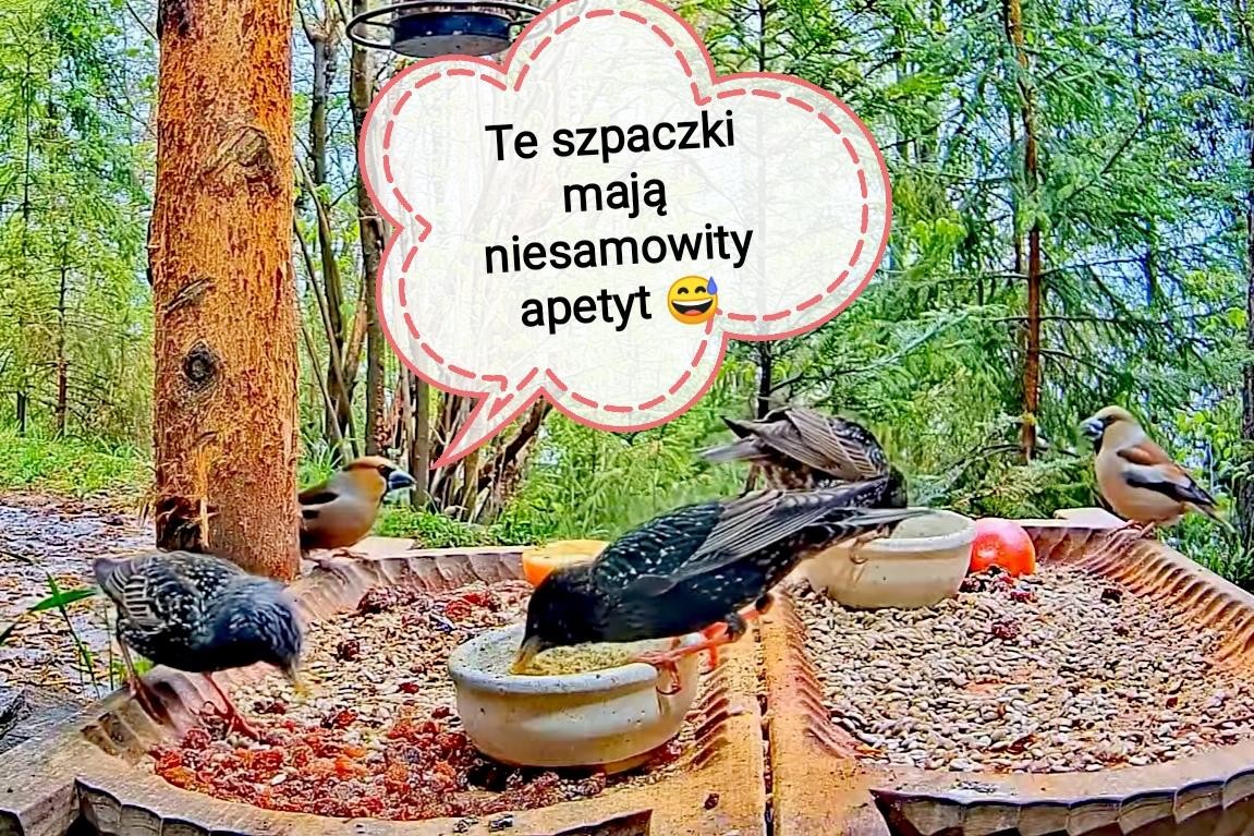 livebirdspoland_f23aa879181e77af0473399155d504fc.jpg