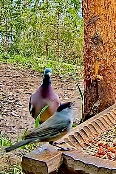 livebirdspoland_b71fbda604e4bcebb81cd2ea43cd5323.jpg