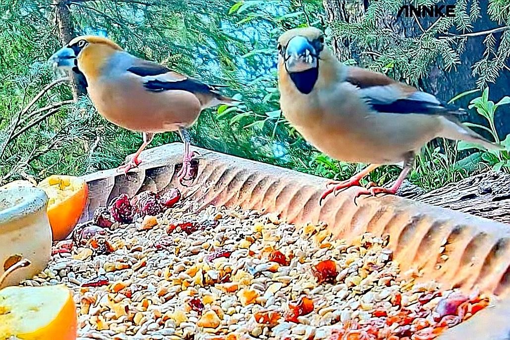 livebirdspoland_16e03283660c4f62e0d4e18df80e36d0.jpg