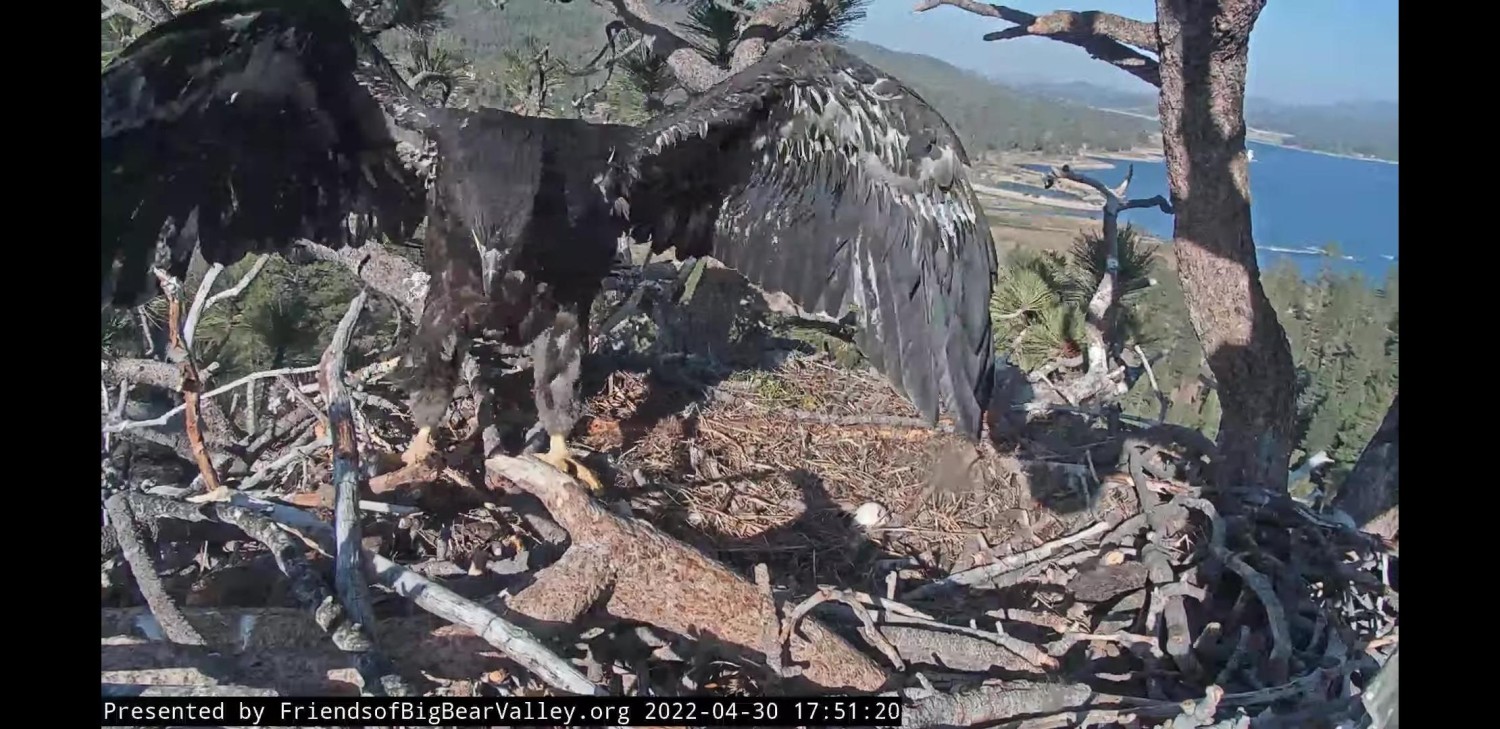 livebirdspoland_5e8b7859bc646272d0e52c220dbd7d62.jpg