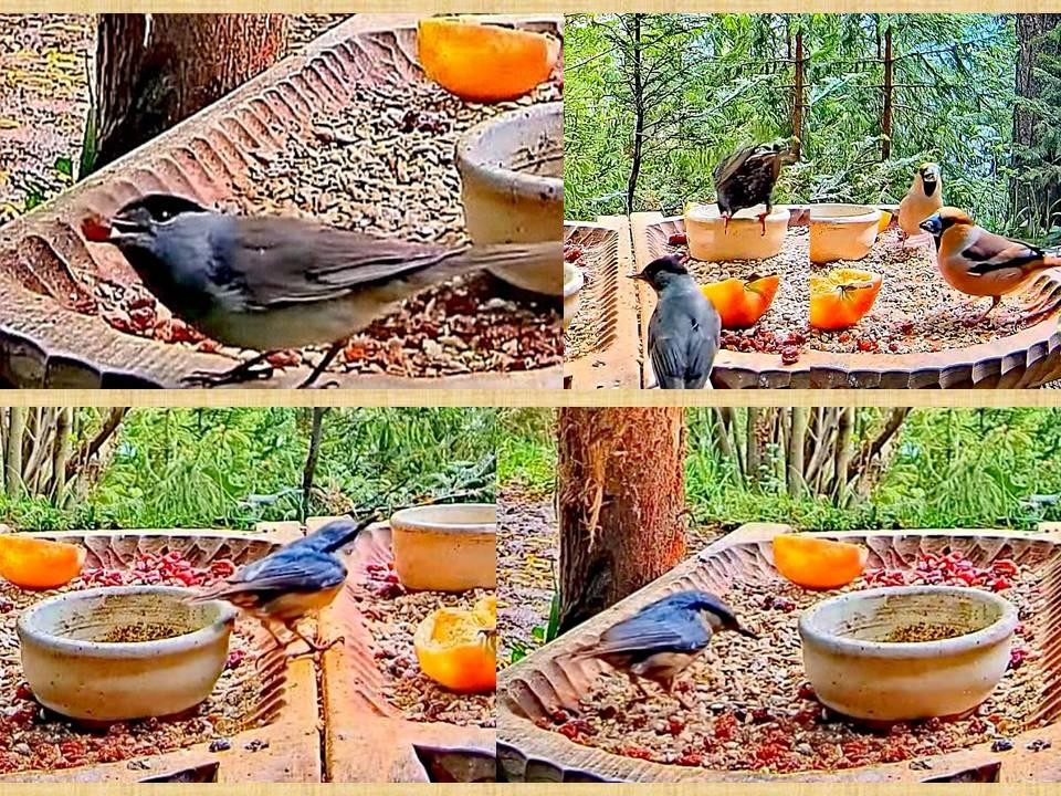 livebirdspoland_fb4a8f10f8bcb340a519b1c4f33a46d4.jpg