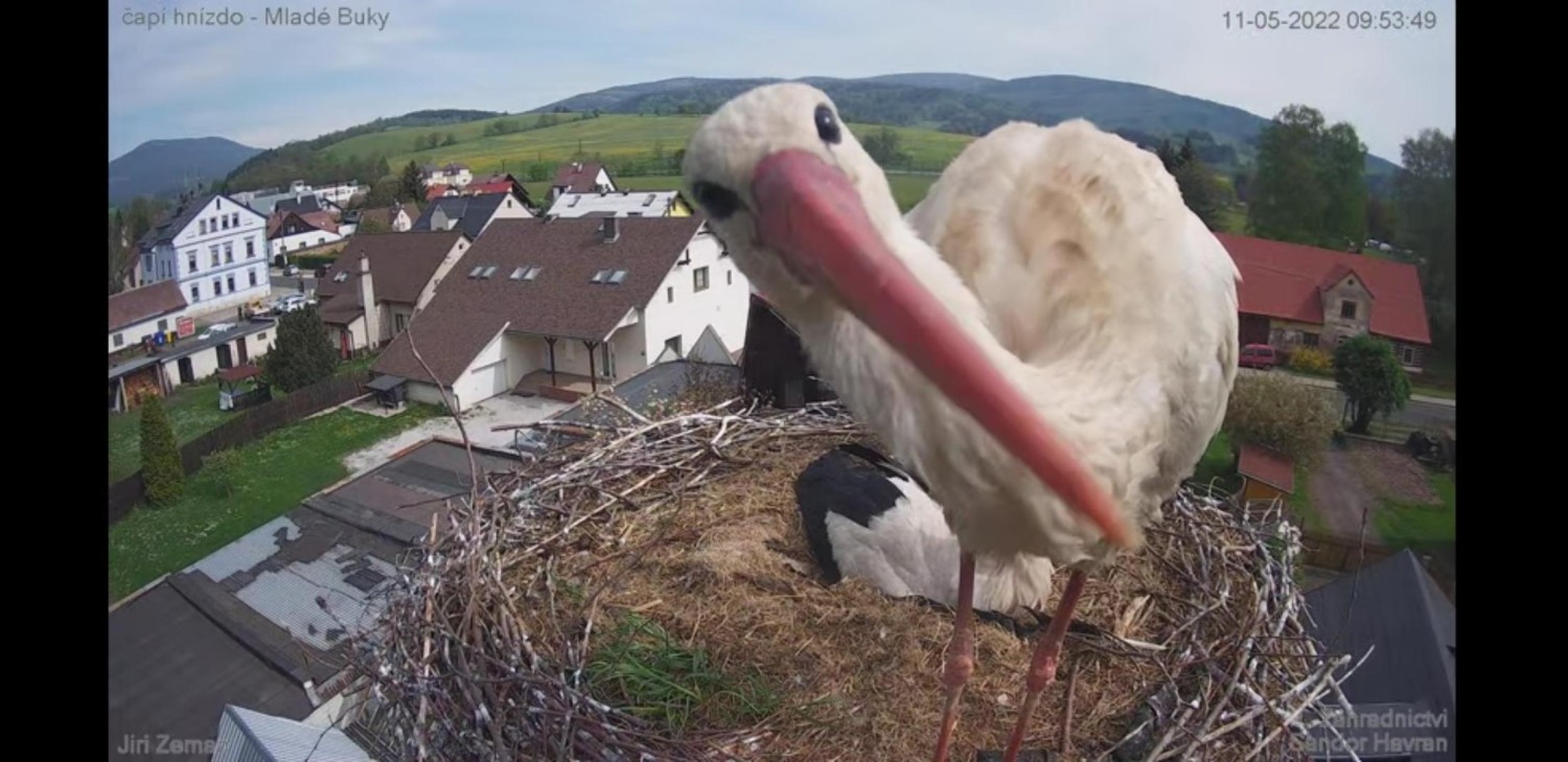 livebirdspoland_a13c7d71cf4c5c0776dc1d9bfea725fe.jpg
