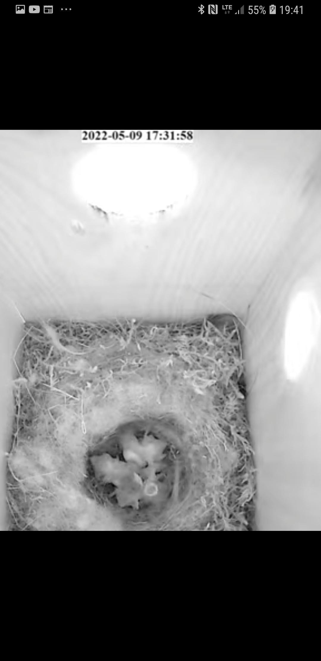 livebirdspoland_8eecb31546c5d18e7a02f7cd701e85bc.jpg