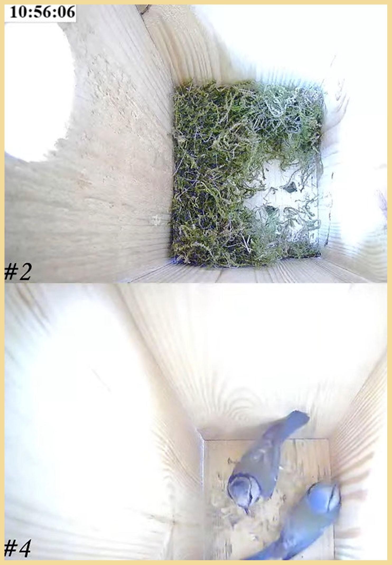 livebirdspoland_817807dd728173bbe2ccb16fda774e05.jpg