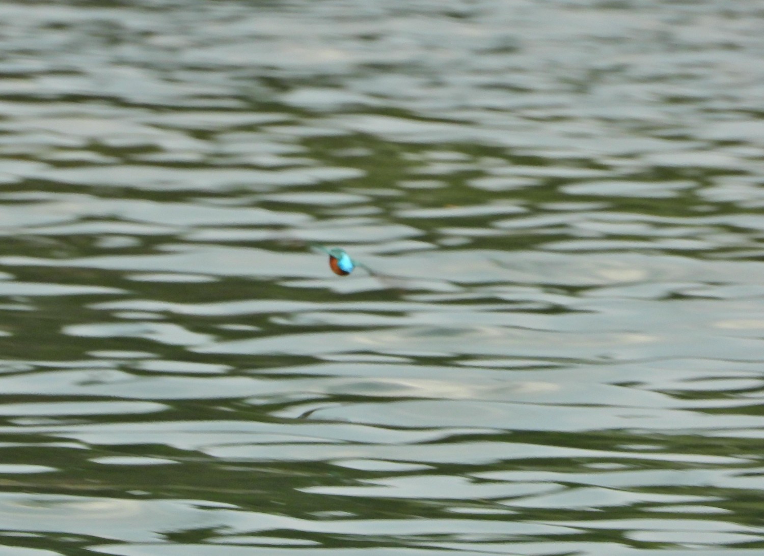 livebirdspoland_e97a21ab228989bdb932930a21a31060.jpg