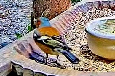 livebirdspoland_41dac75e0394cee943a3063a9c2642c1.jpg