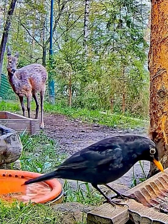 livebirdspoland_9e8ba66c7218b2ee8fb07d521067f57c.jpg