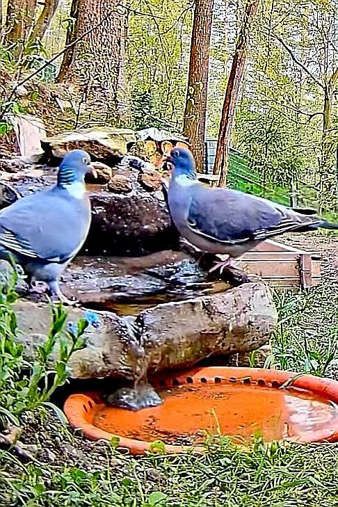 livebirdspoland_9dc427a1fd3588bbbdfcc4187e9fdb16.jpg