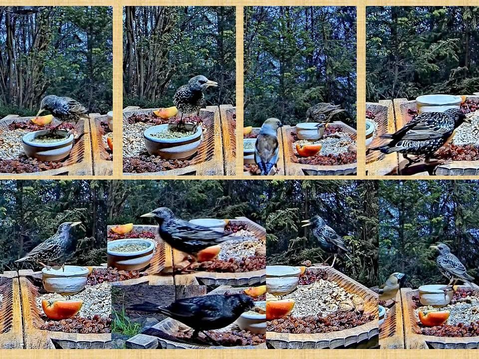 livebirdspoland_5bb6b6f593d6013daf4e95cf43df020e.jpg