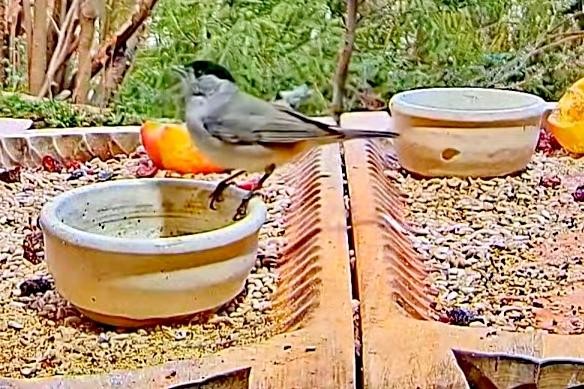 livebirdspoland_a8bb95c47bbf97789adb8eae55d02968.jpg