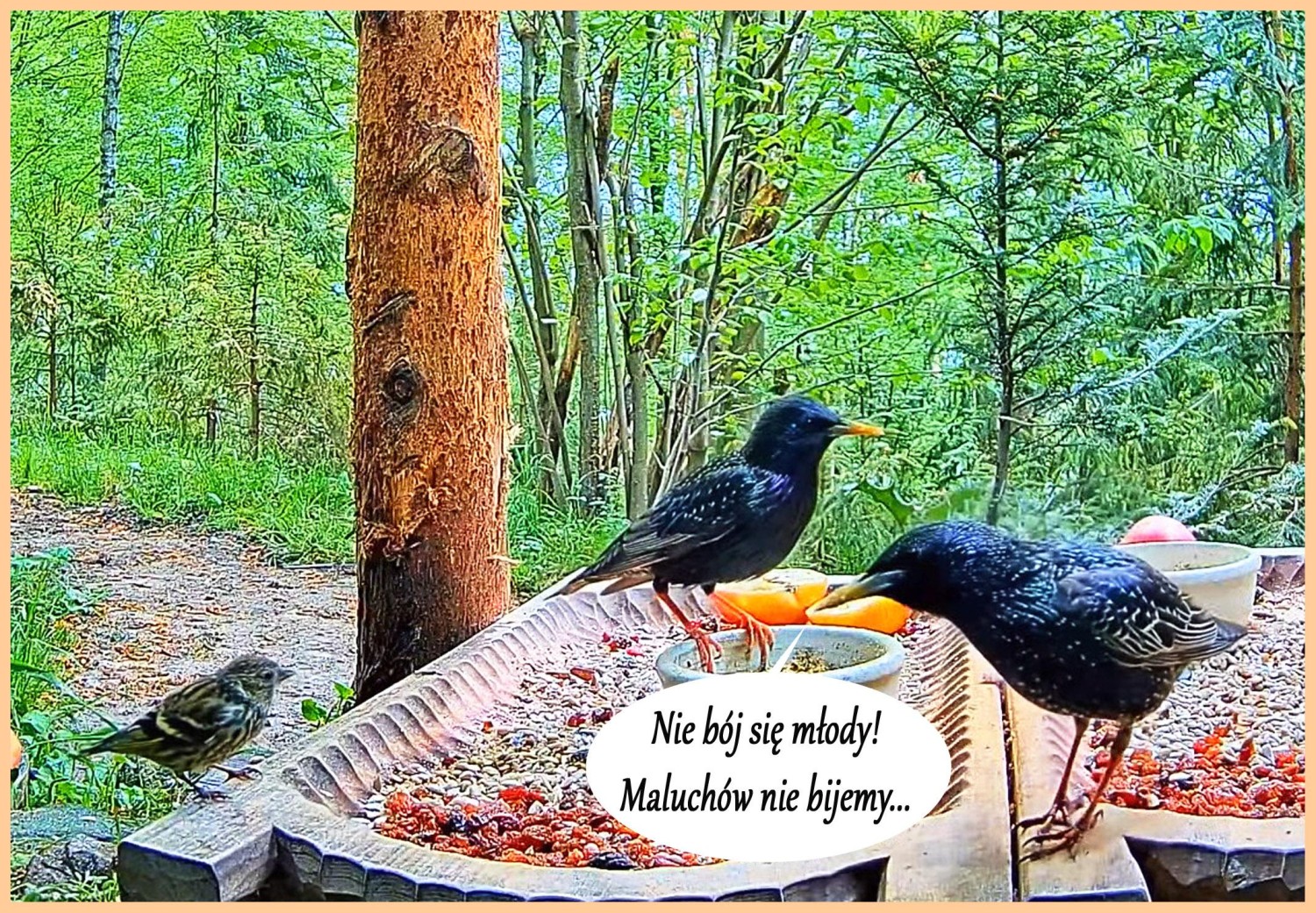livebirdspoland_cb7da58ec98716a24f29dea06e759537.jpg