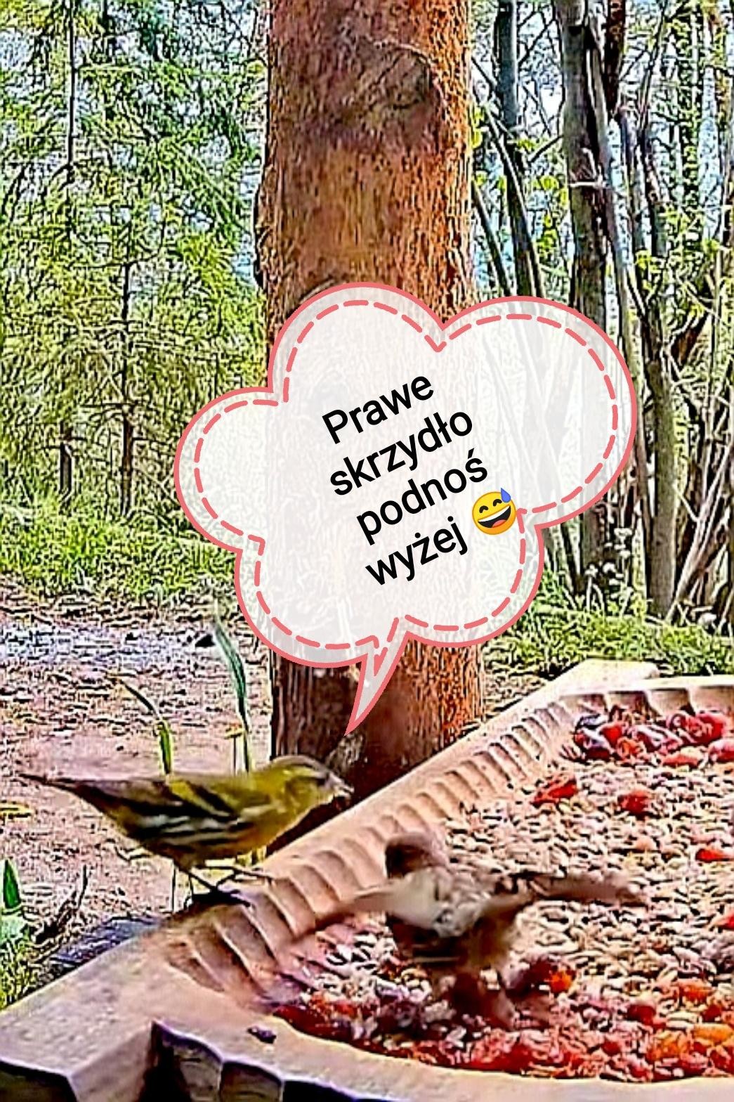 livebirdspoland_e18545672c8c625e80a3815b6c5f0dde.jpg