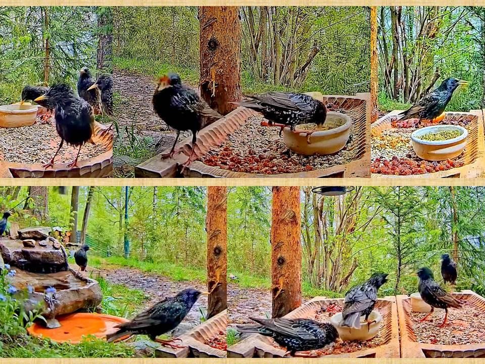 livebirdspoland_a872f48a6b3337be6c99b2186cc6eef8.jpg