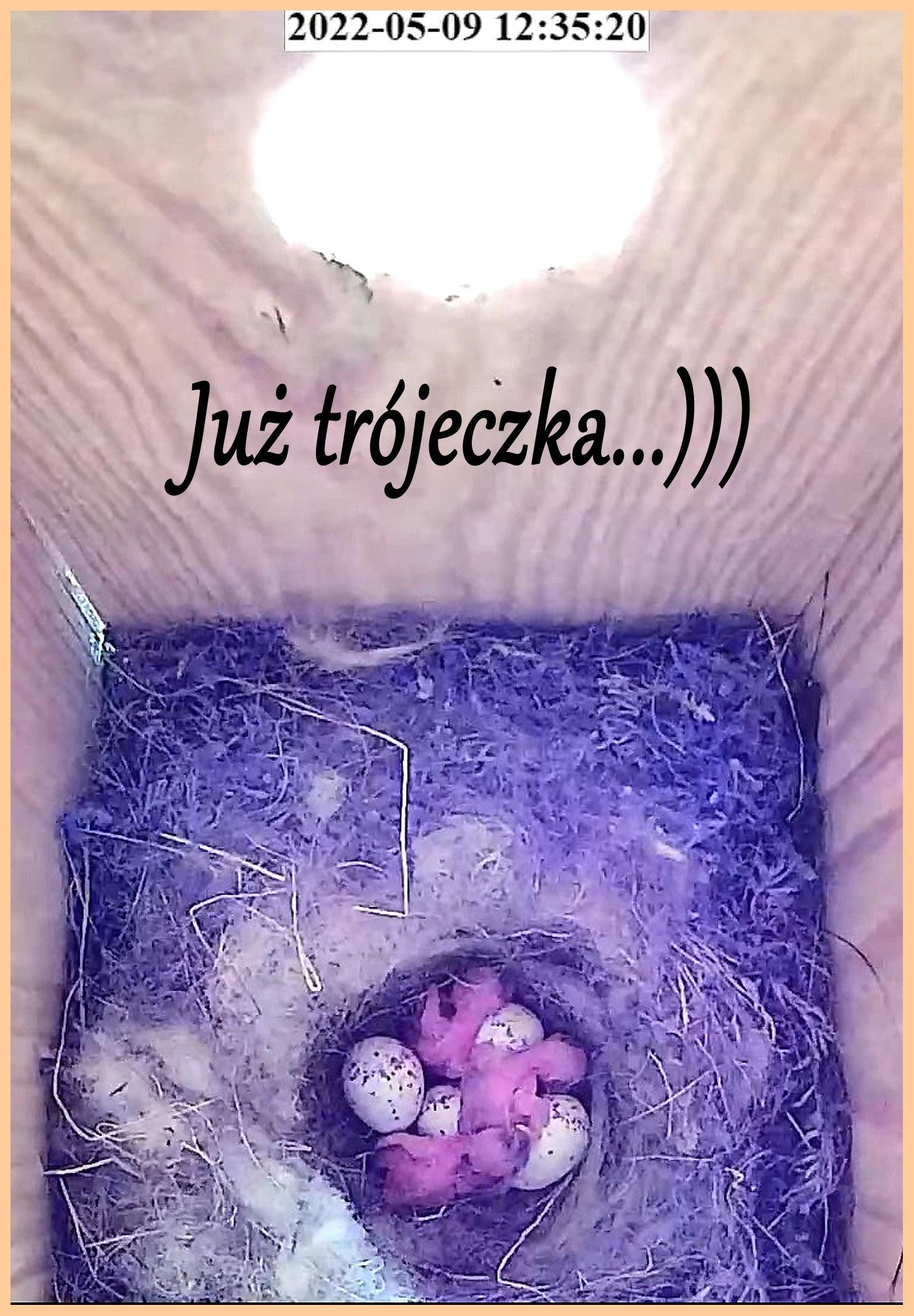 livebirdspoland_737adf67e8e994d189c56c7ce9c78fd0.jpg