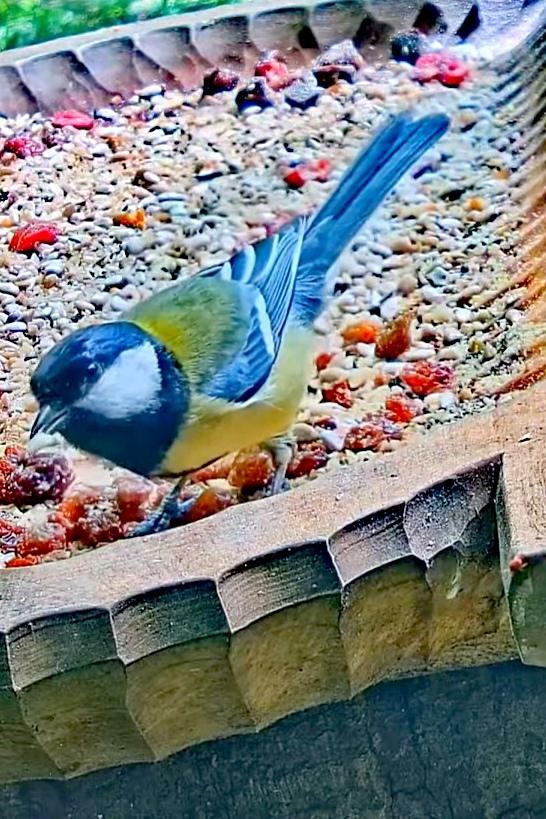 livebirdspoland_0988d2eafbf3bc1400f3fd259ae7088d.jpg