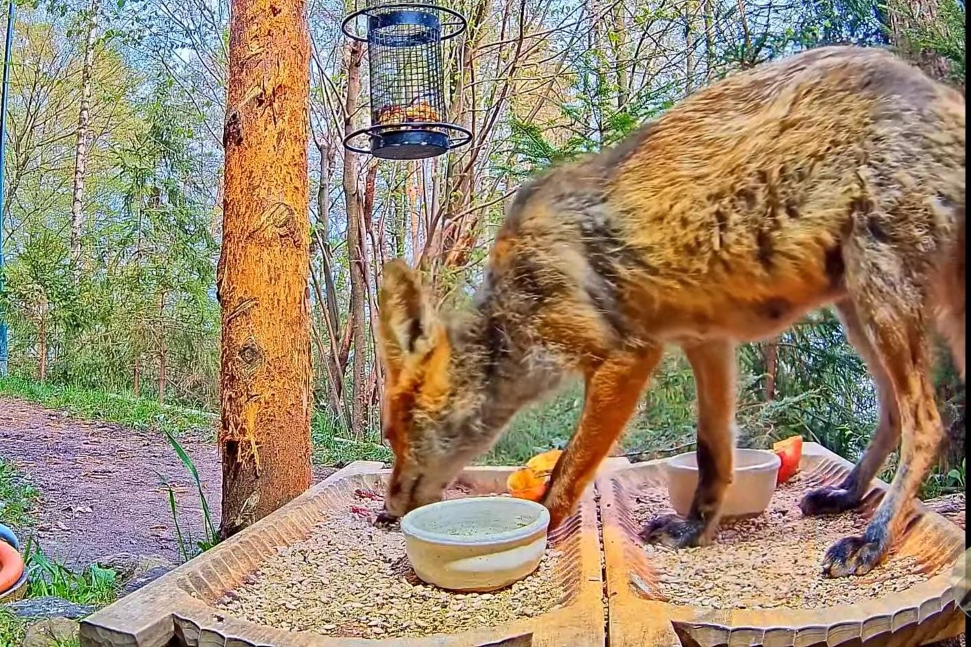 livebirdspoland_29fe8e148798f92e7a11205351e899f4.jpg
