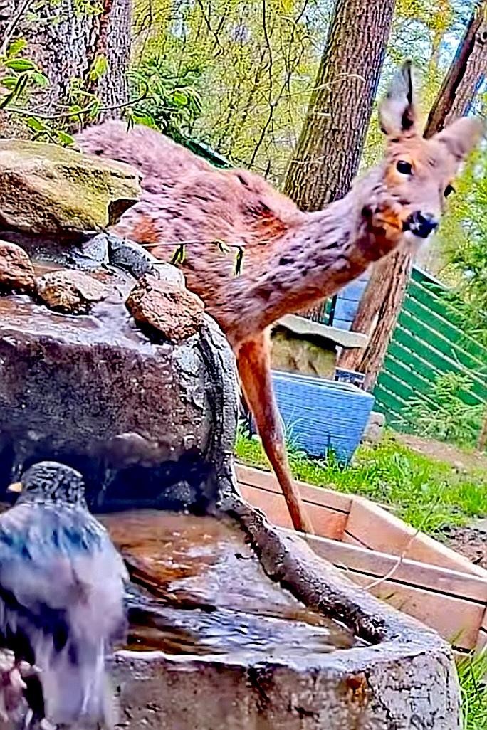 livebirdspoland_c5faf0ffefbbba4b33df96ea1b7bfb92.jpg