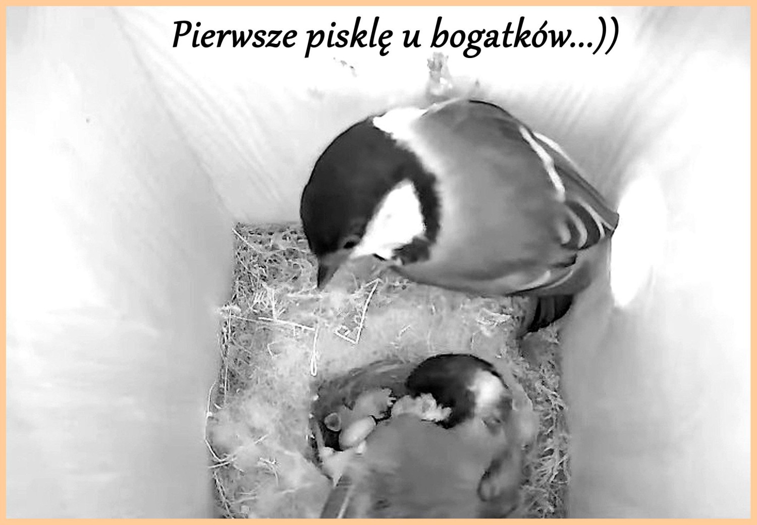 livebirdspoland_ca483f6ff42710f4c321aa18e9564061.jpg