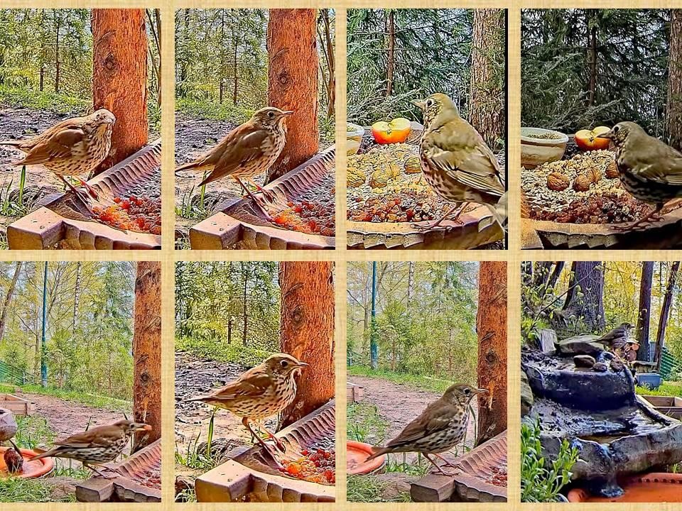 livebirdspoland_a86bd18ebca5eba94b9e4c80871abea7.jpg
