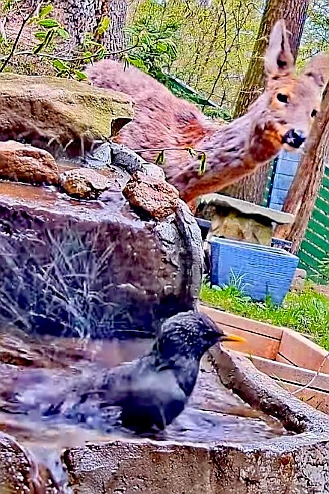 livebirdspoland_c687a2711eb7d36d4f601f2c9623b2e1.jpg