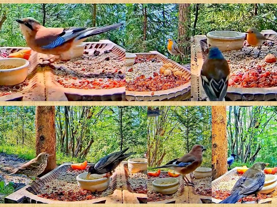 livebirdspoland_fea76358b227d4ff37d944293829ed1f.jpg