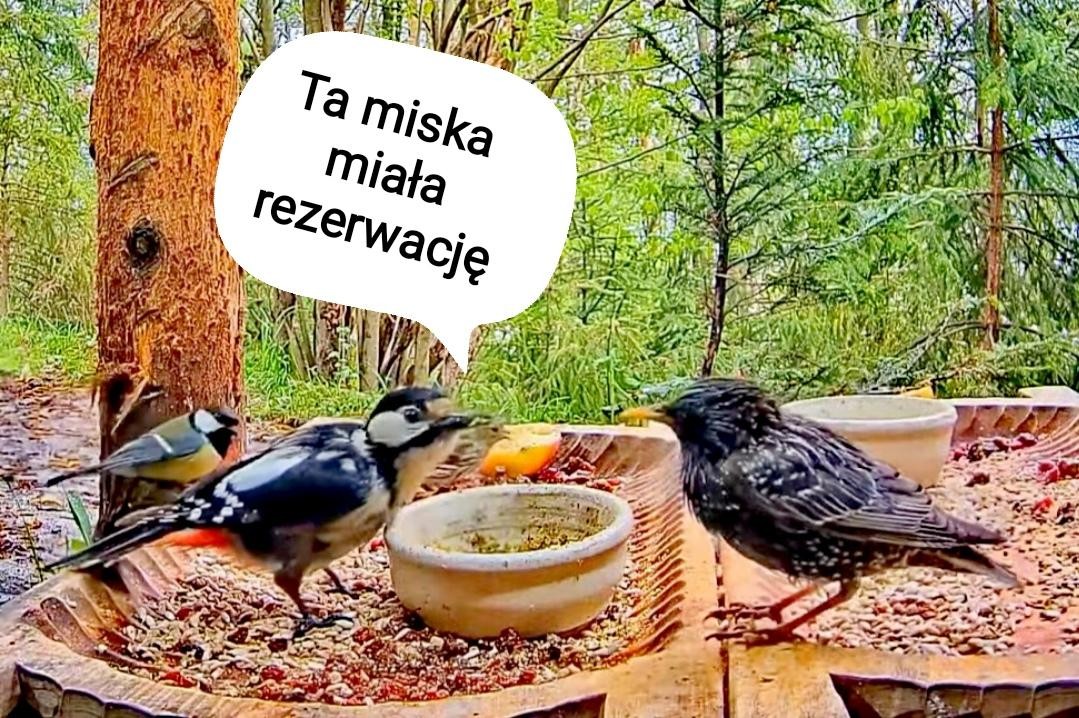 livebirdspoland_a2b8263fbde049864b4c0049d9709522.jpg