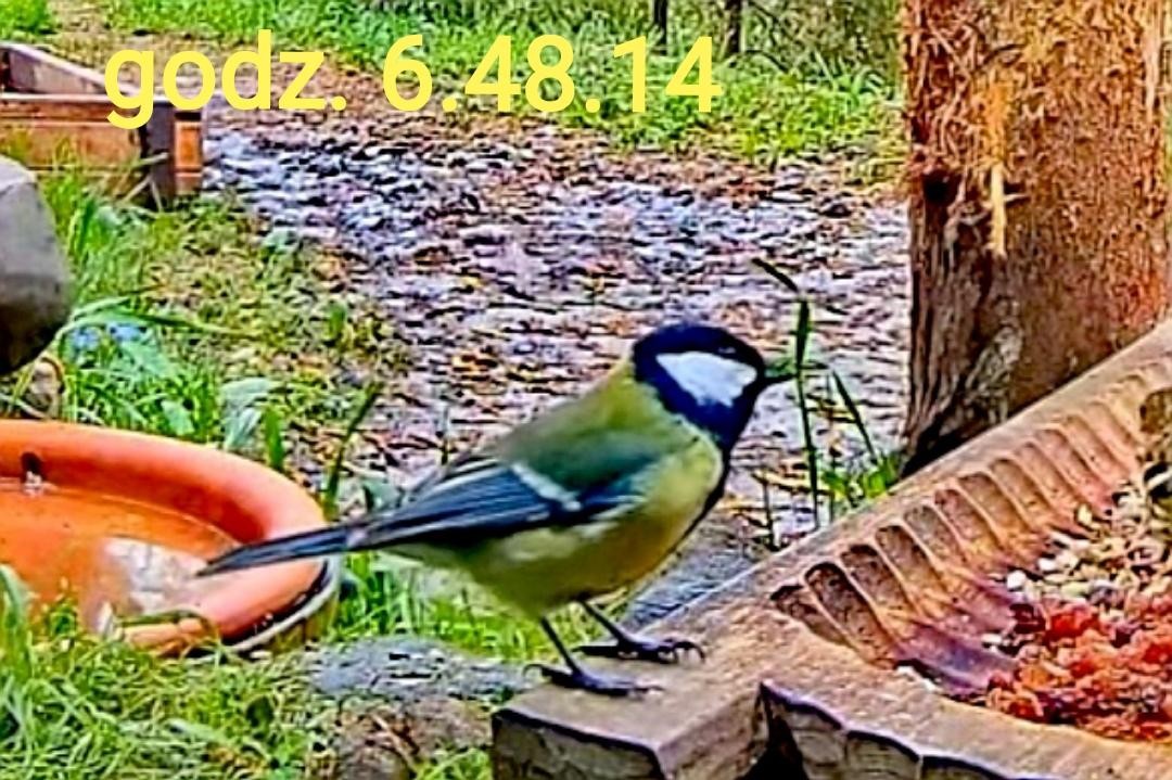livebirdspoland_51784253766277c2171a061675bd819d.jpg