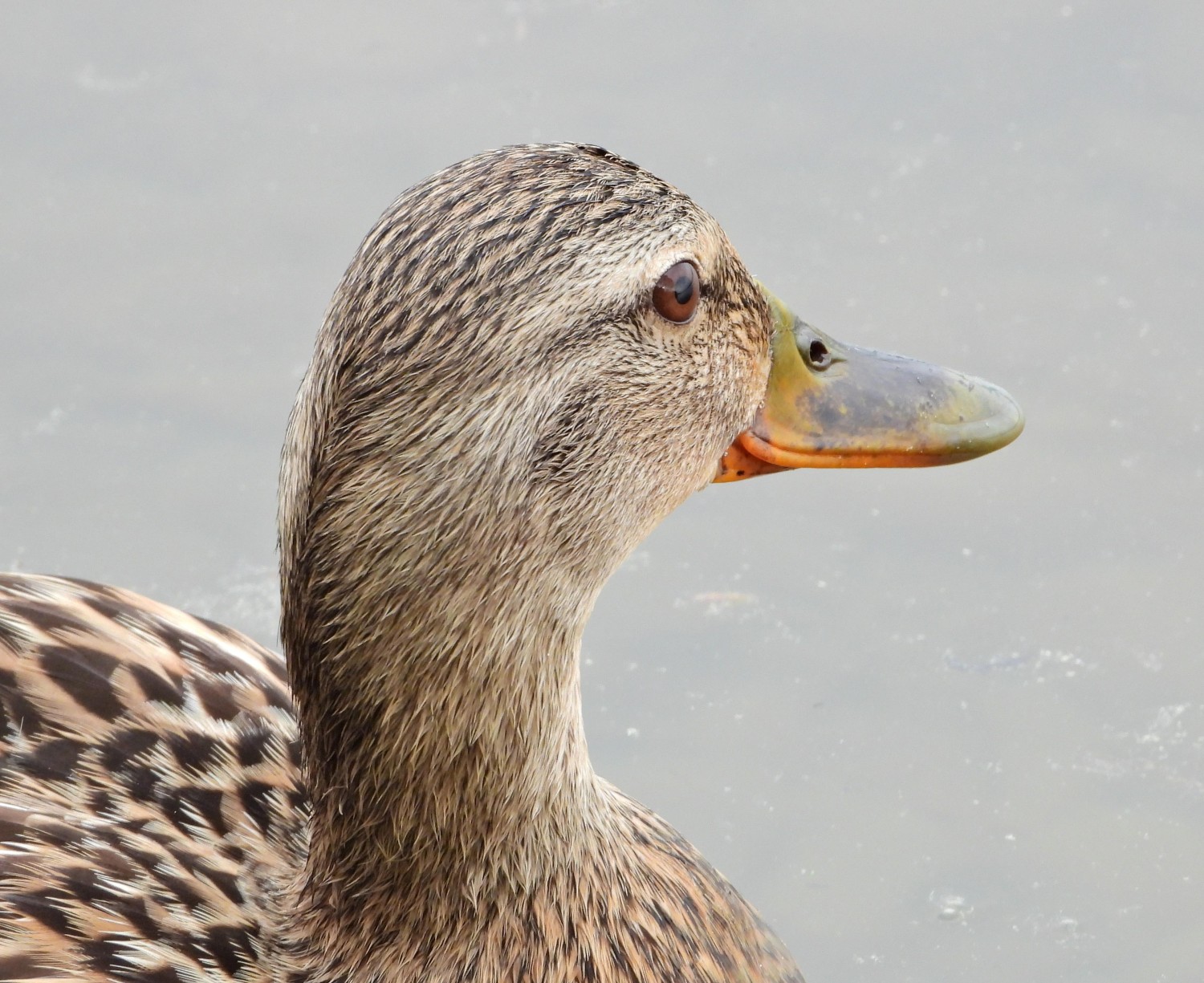livebirdspoland_229e4fd01121b598726917326ffe2d30.jpg