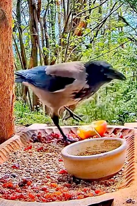 livebirdspoland_8274b35c3e62d838133d3f67b8cc319a.jpg
