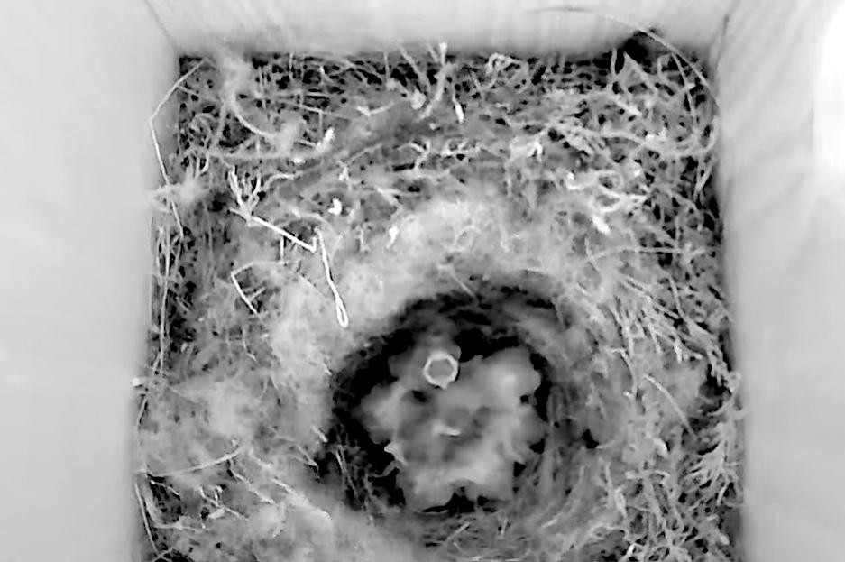 livebirdspoland_07b9d0c55907dea73c82ab2c9a72f340.jpg