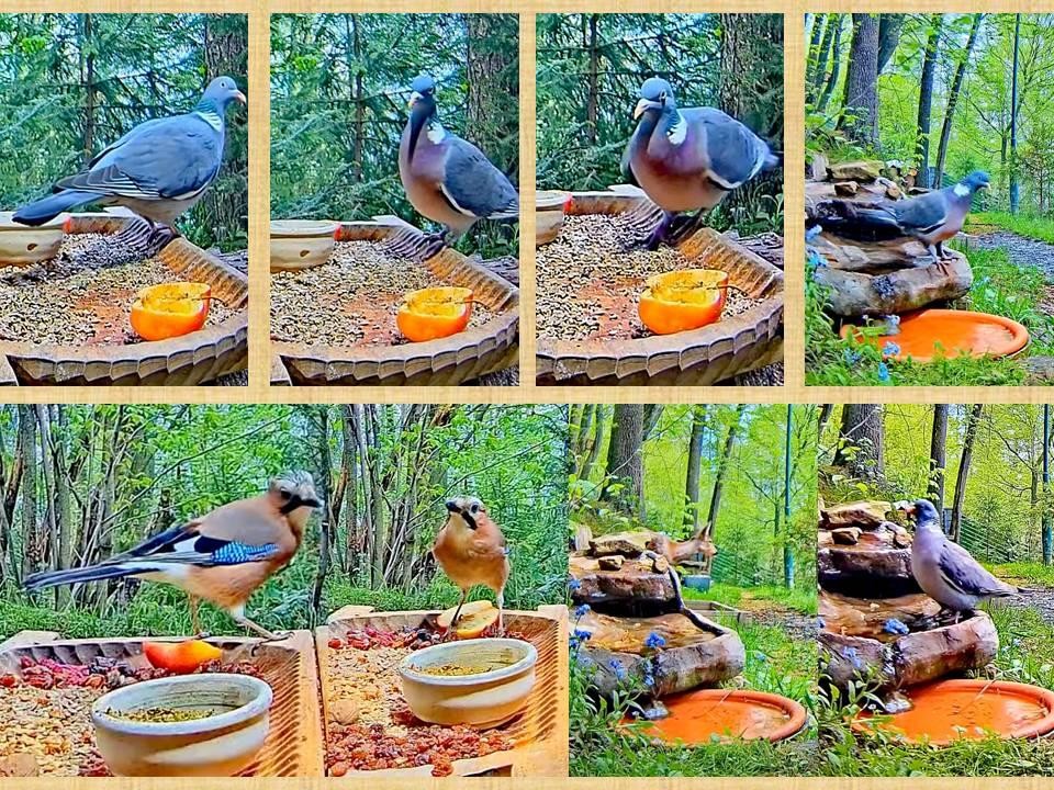 livebirdspoland_39bd549dee1a6872d2bff87ab6dfe2c4.jpg