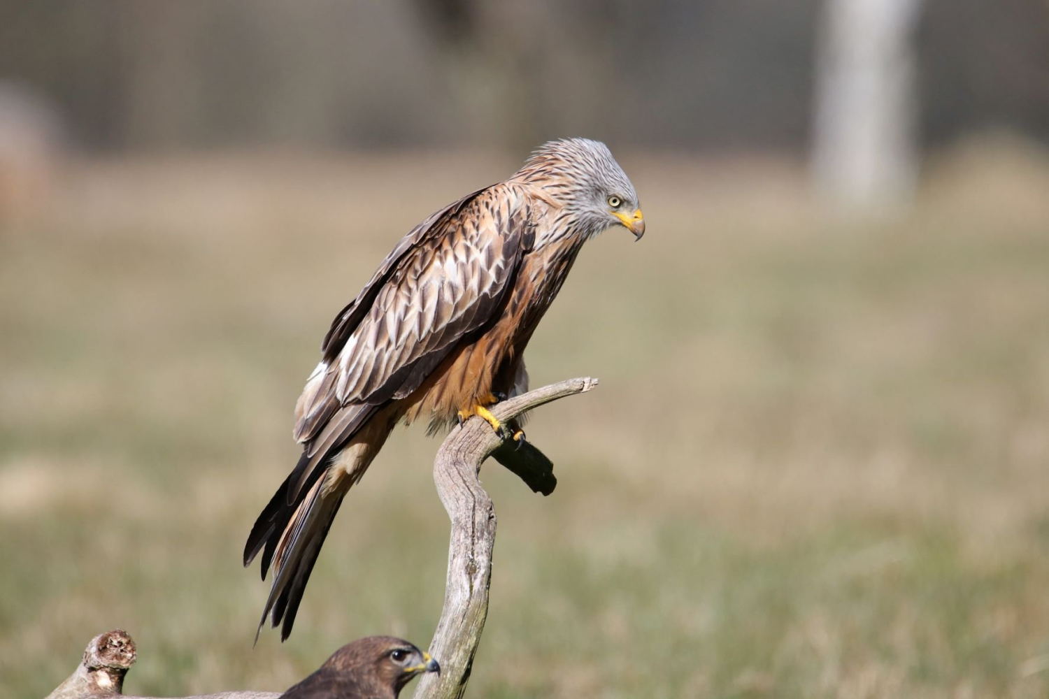 livebirdspoland_7db70f347ce00787847565a4b87a7b4a.png