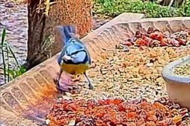 livebirdspoland_0a25c79f2ae60665fb1adb378f7b3f0a.jpg