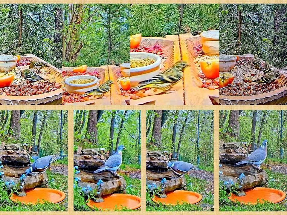 livebirdspoland_01e62a03360026d0dd146ab0e3396b01.jpg