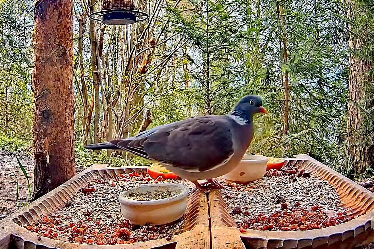 livebirdspoland_7e6cc18326db41d8727514adcf235e28.jpg