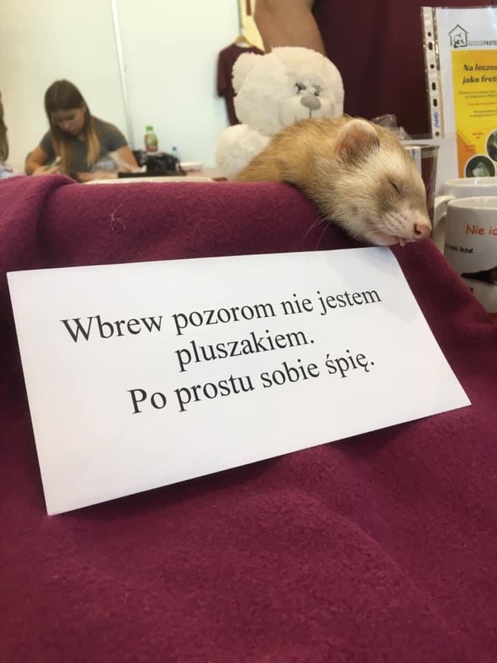 livebirdspoland_ea57ae8e0f7c3f0078d6fd820469f3ac.jpg