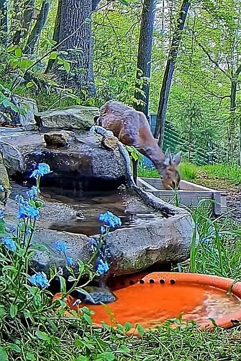 livebirdspoland_b36d652aaa188c985f2ab4830e00585a.jpg