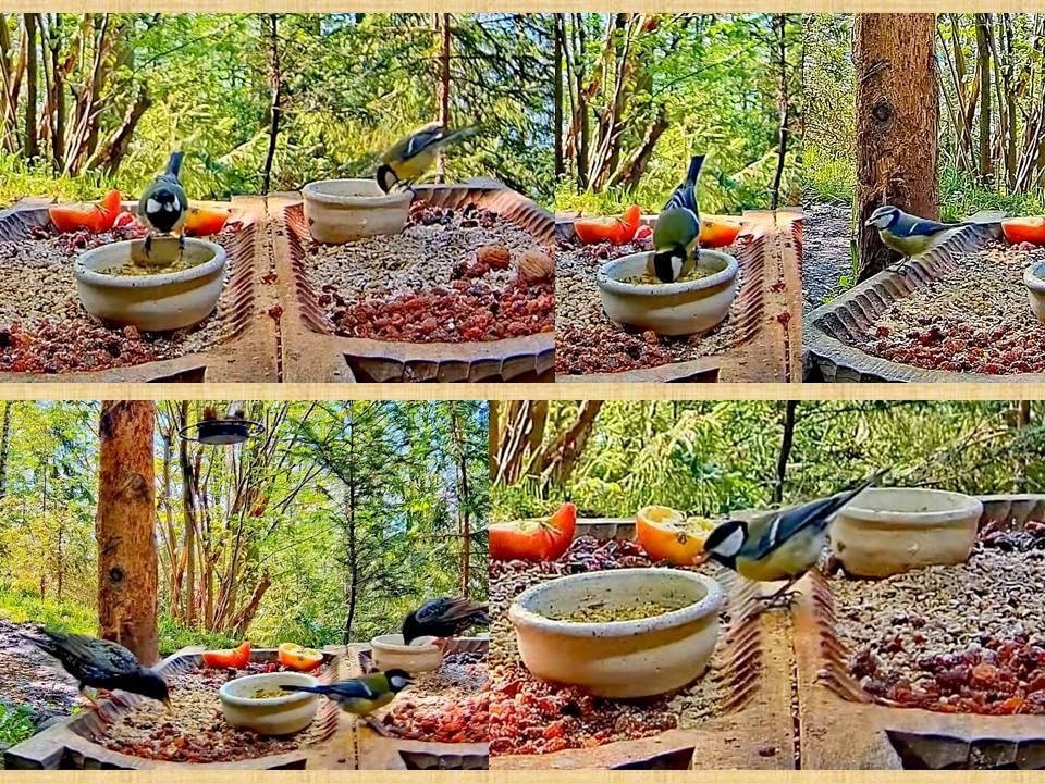 livebirdspoland_cf843c8a36b8e6c566c6334707c3faed.jpg
