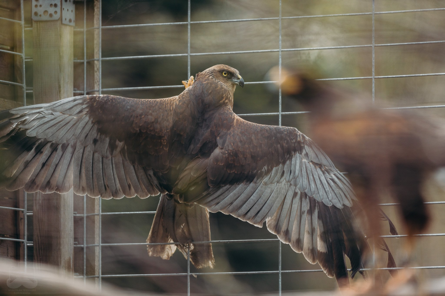 livebirdspoland_ba2dc07573dd207a76254ff3b44ef9a4.png