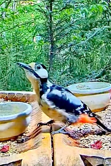livebirdspoland_46745cc9b853ba7a3efc66e3f9ae5466.jpg