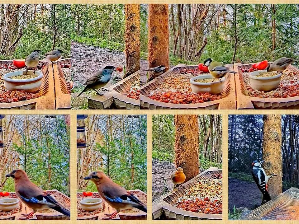 livebirdspoland_37e7c746b9da726a86a05b6474a90161.jpg