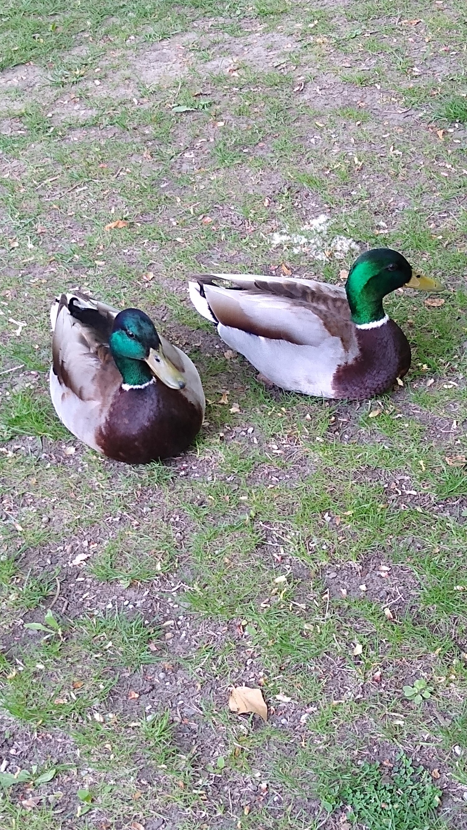 livebirdspoland_8ea94004239f574bf4dddade018a5a7b.jpg