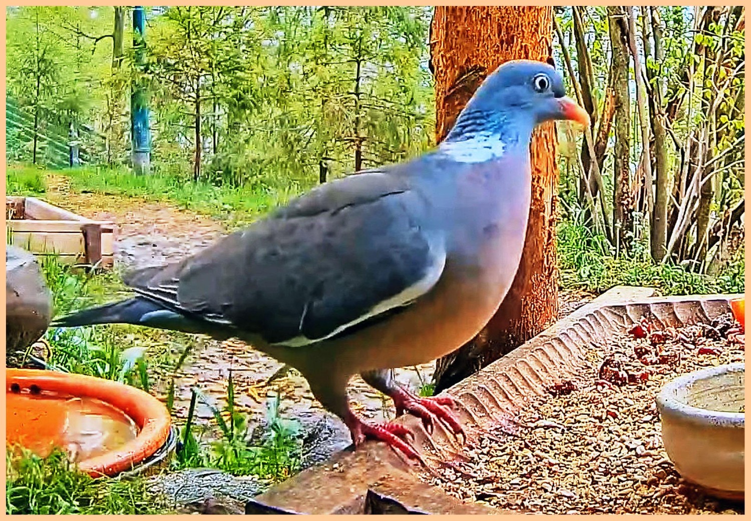 livebirdspoland_a5138f5c2ac3ce1069af8b4f60963d27.jpg