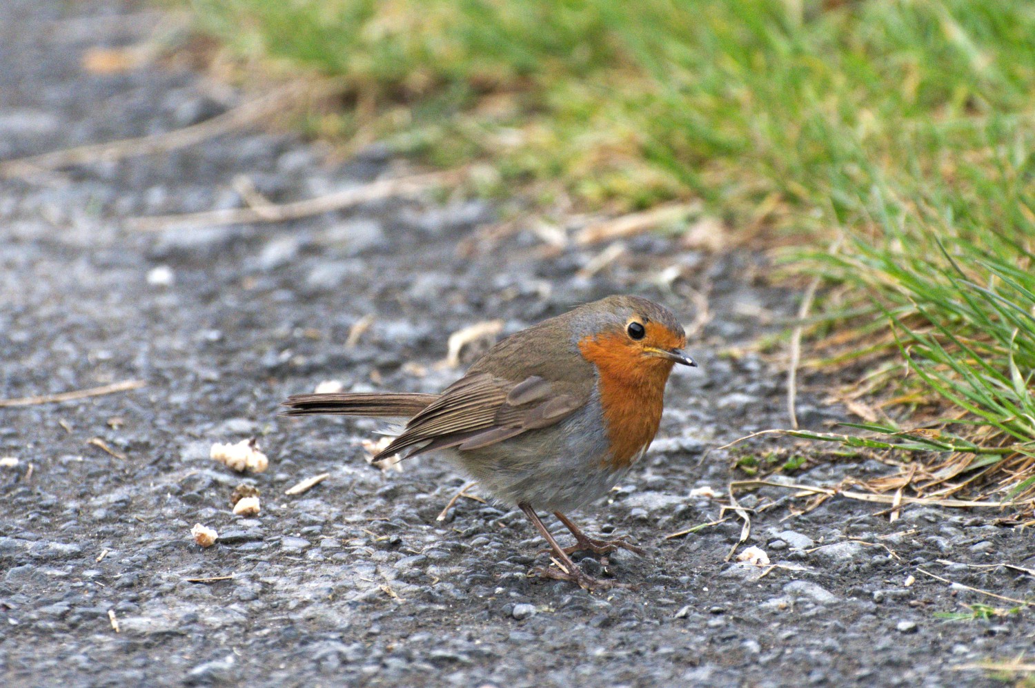 livebirdspoland_4839f3bebbb56df8178dc4fe5e8ef471.jpg