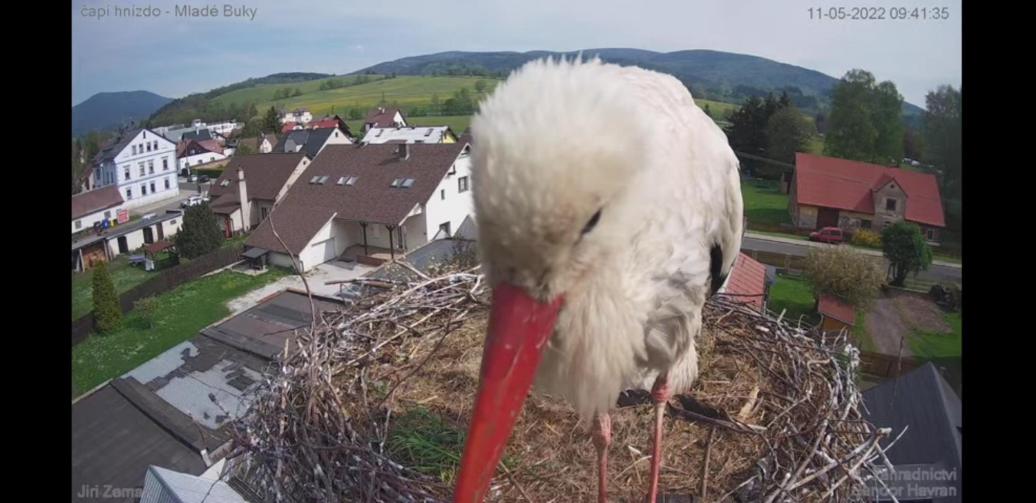 livebirdspoland_78a4ec21d77c6858aeafd2fb8ed63067.jpg