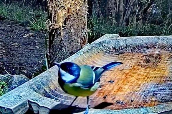 livebirdspoland_41de8b351b0fdc79f80e2e879eaa4d97.jpg