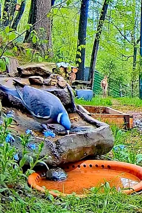 livebirdspoland_69498f8a694769ccef1cd426832f4a9f.jpg