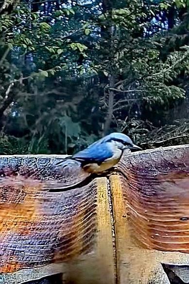 livebirdspoland_8ac43b591bfeb18458d447a935a16fc7.jpg
